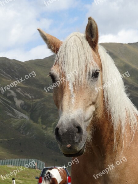 Haflinger Horse Pony Mare Animal