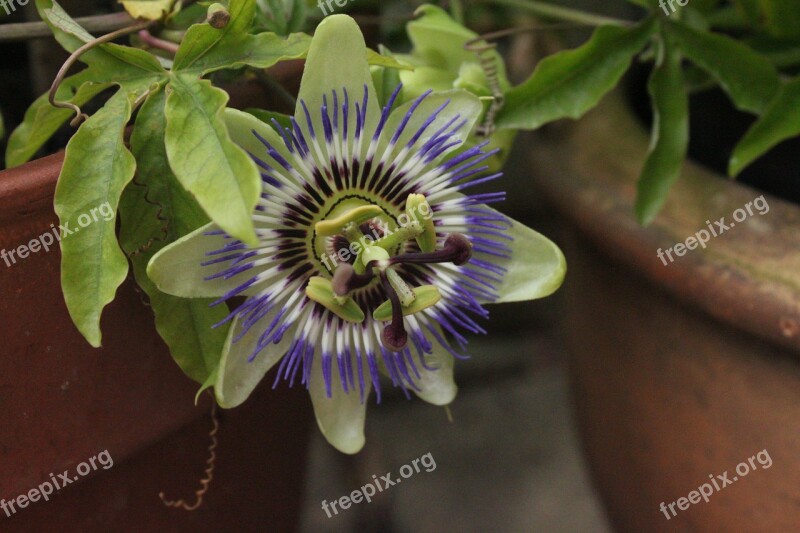 Passion Flower Passion Plant Flower Pot Close-up Passion