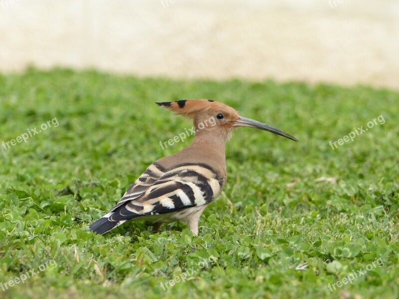 Hoopoe Bird Birdwatching Nature Animal