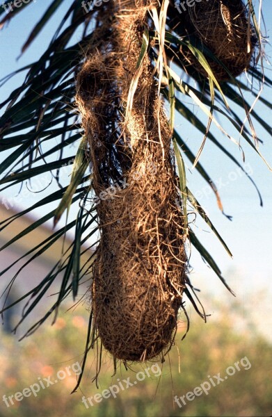 Bird's Nest Webervogel Brazil Nature Tropics