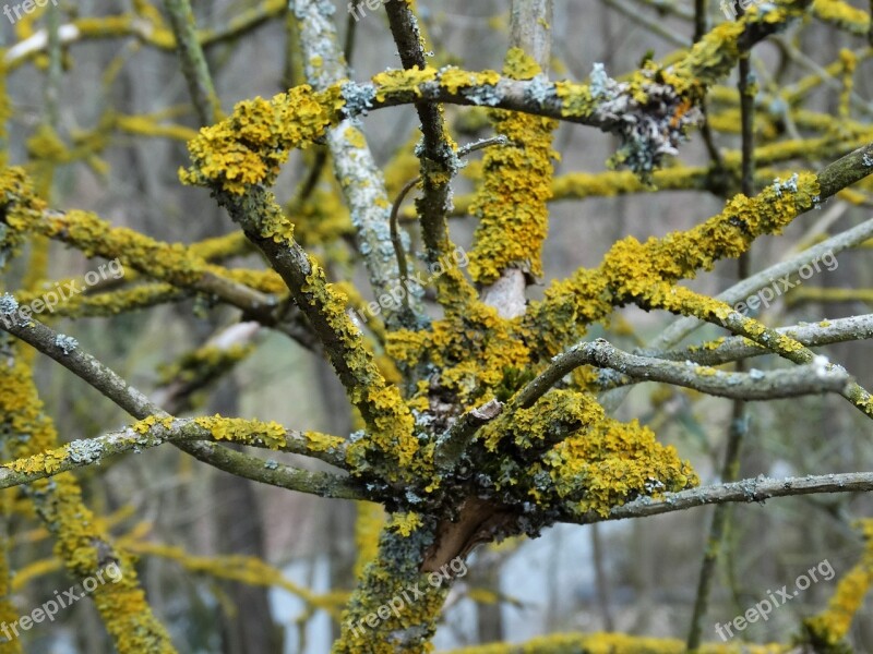 Lichen Aesthetic Branch Bush Weave