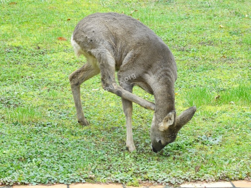 Roe Deer Garden Scratch Itching Wild Animal