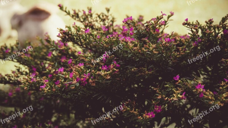 Tree Bush Flowers Hedges Shrubs