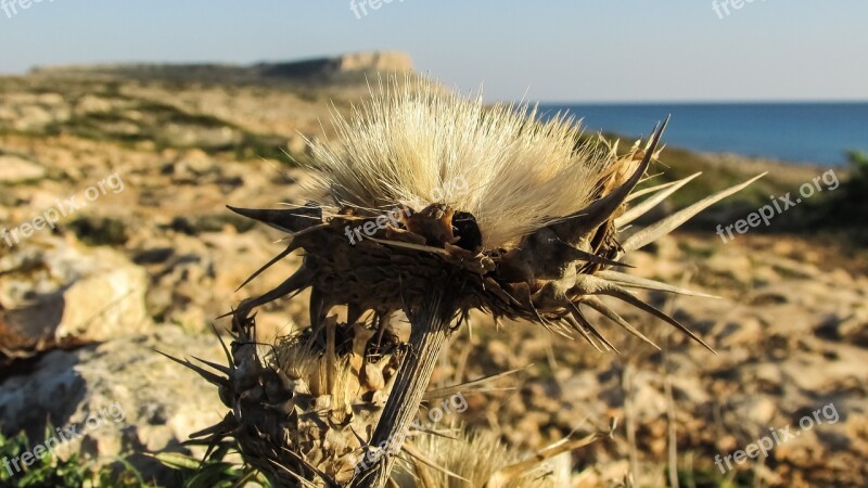 Thorns Cyprus Cavo Greko National Park Flora