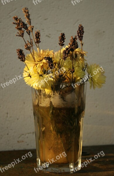 Flower Still Life Dry Yellow Flower Free Photos