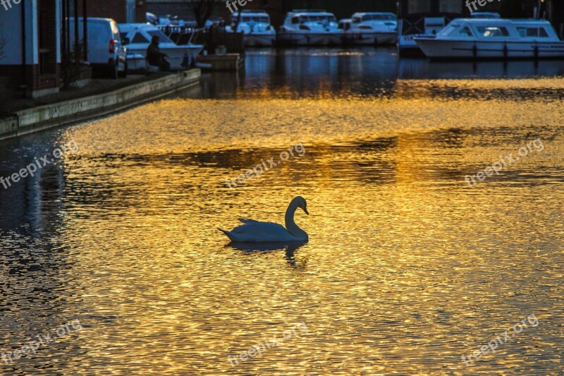 Swan In The Evening Water City Sunset