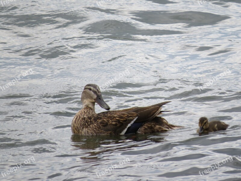 Duck Duck Mother Water Bird Ducklings River