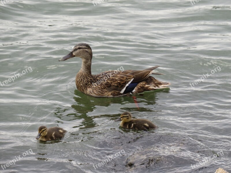 Duck Duck Mother Water Bird Ducklings River