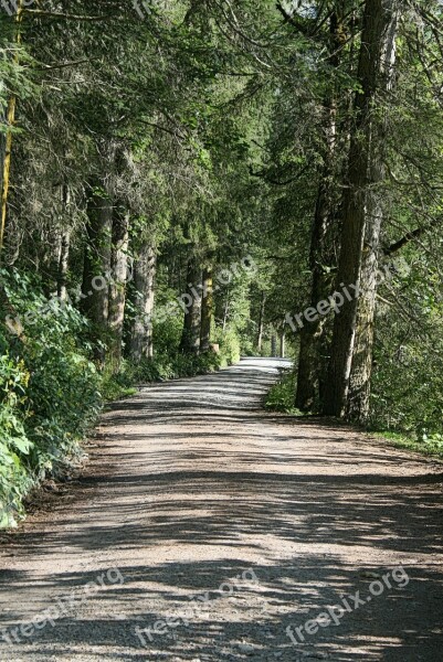 Mood Forest Pine Pine Forest Road