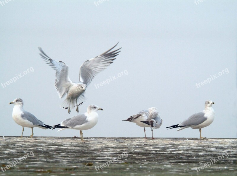 Sea Gulls Birds Wildlife Free Photos