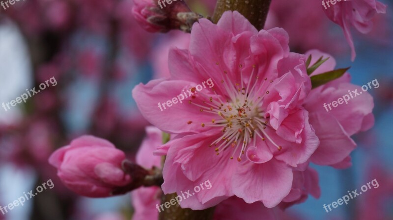 Plum Flowers Pink Plants Nature