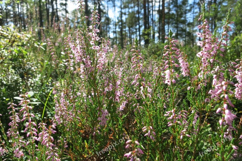 Heather Erica Forest Sweden Flowers