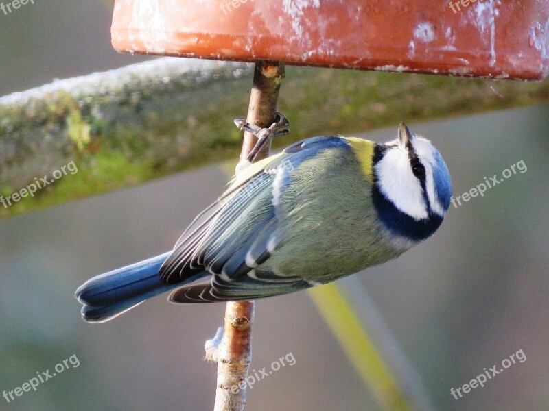 Blue Tit Bird Tit Garden Nature