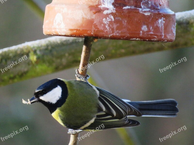 Bird Tit Garden Nature Foraging