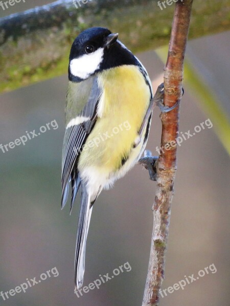 Bird Tit Garden Foraging Songbird