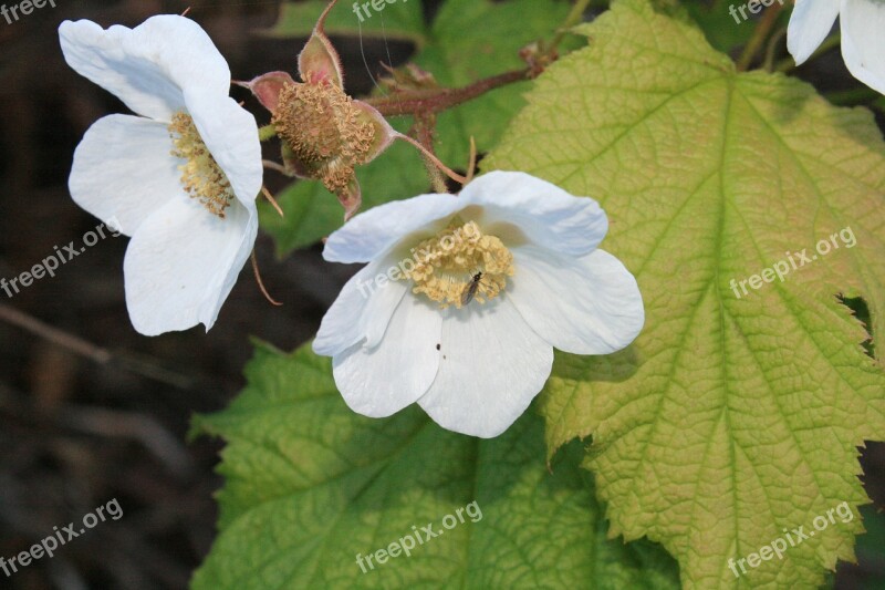 Flower White White Flower Bouquet Free Photos