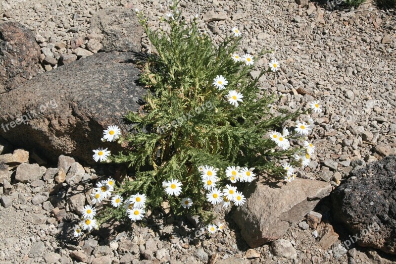 Flower Frugal Karg Nature Lonely