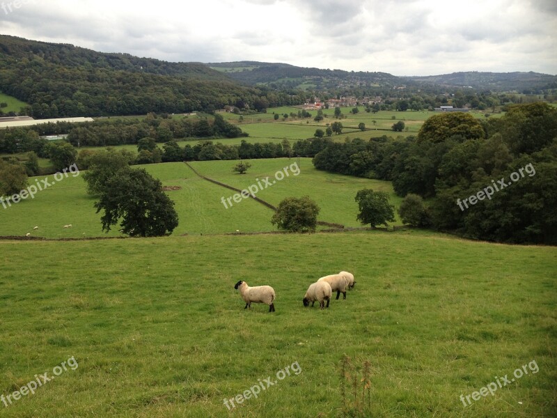 Landscape Sheep Sky Horizon Nature