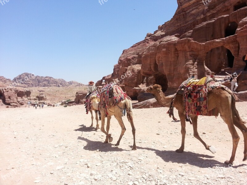 Camel Desert Arabian Trip Ride