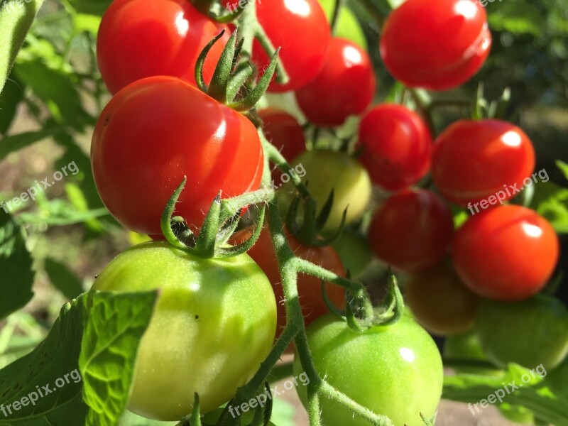 Tomatoes Red Green Bush Vegetarian