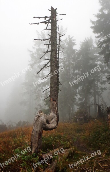 Mountains Hot Turbacz The Fog Tree