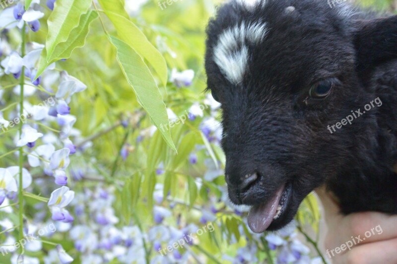 Lamb Wisteria Nature Calling Bleating