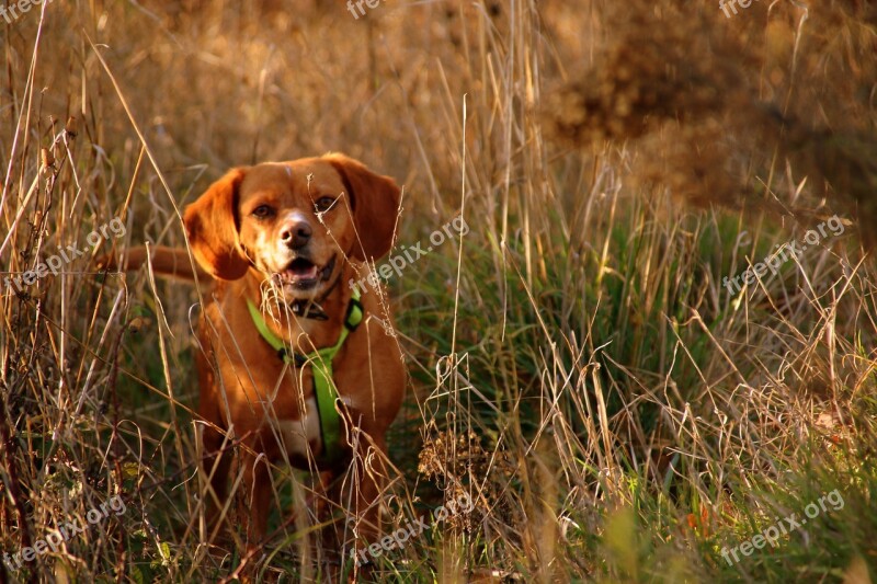 Dog Hike Animal Nature Adventure