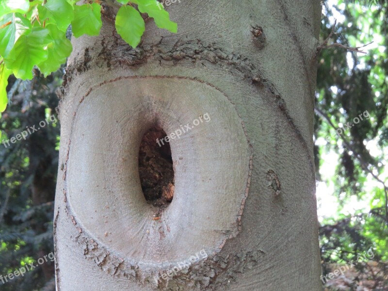 Knothole Tree Natural Tree Trunk Free Photos