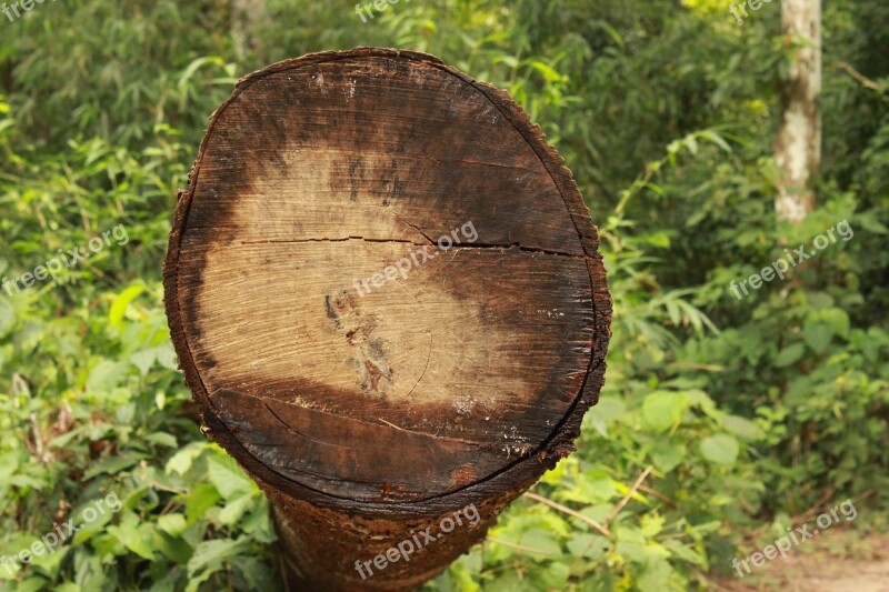 Tree Tree Log Logging Wood Log