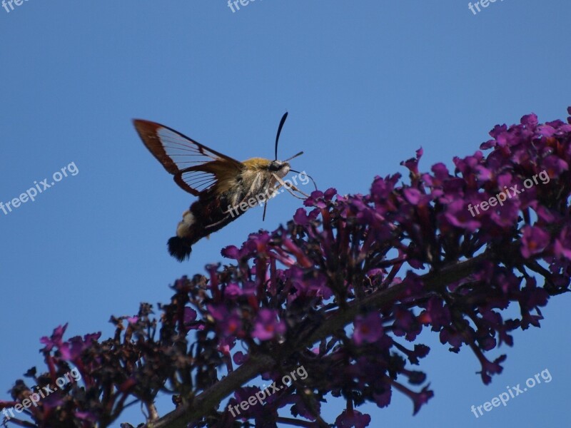 Hummingbird Hawk Moth Butterfly Insect Flying Flowers