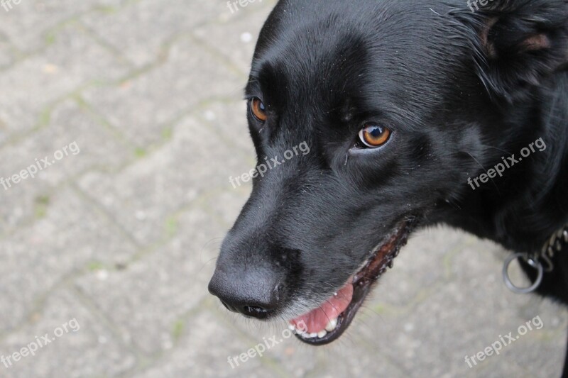 Dog Black Eye Brown Pet