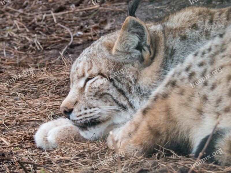 Lynx Sleep Animal Cat Concerns