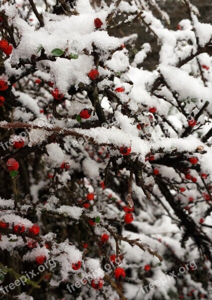 Winter Snow Wintry White Winter Shrubs