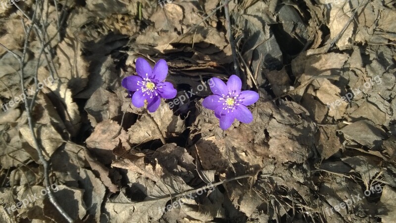 Tree Wood Anemone Spring Foliage The Land