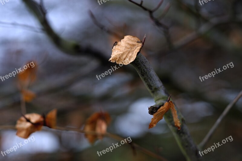 Maintained Sheet Clings To The Tree Winter Leaves Natural