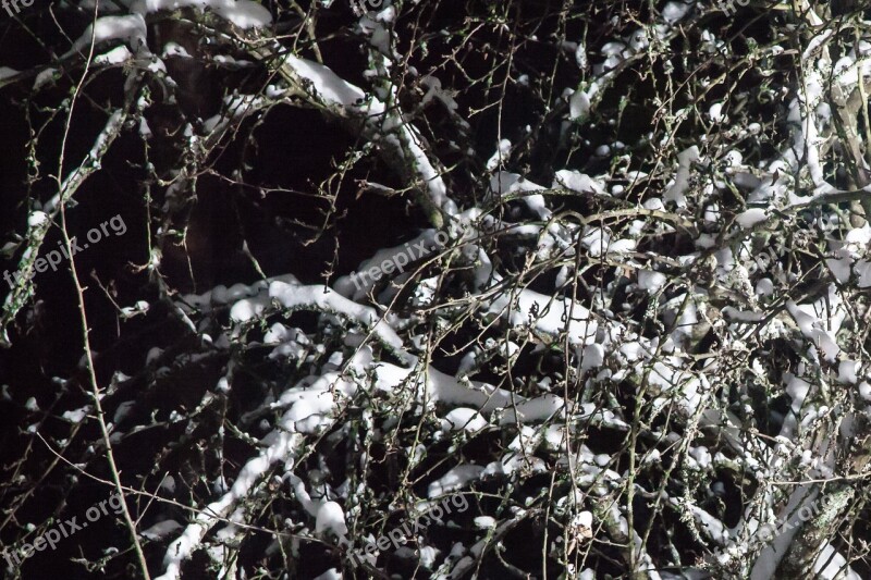 Conifer Coniferous Tree Softwood Tree Softwood Coniferous Wood