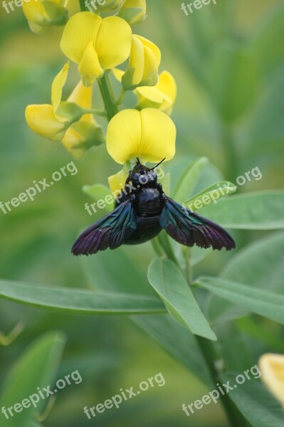 Bee Flower Nature Honey Insect