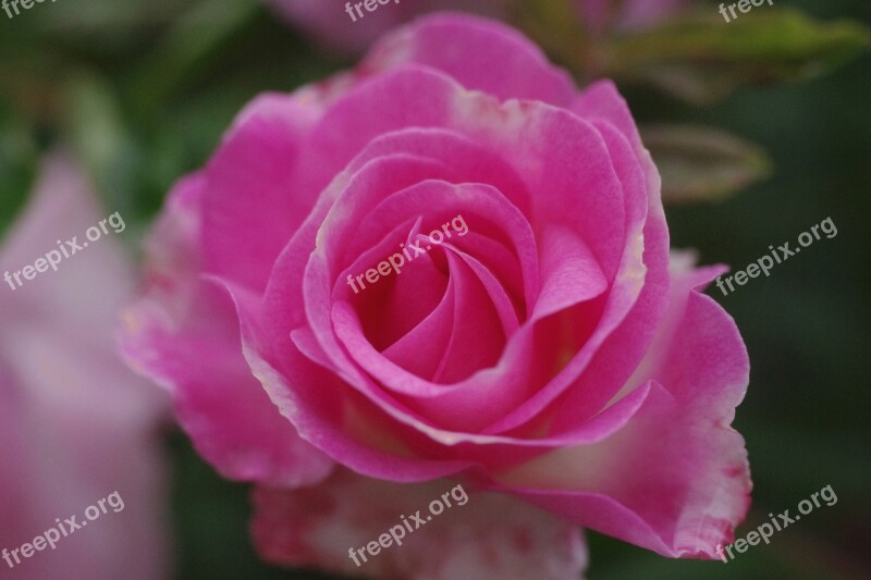 Rose Flower Rose Flower Pink Garden