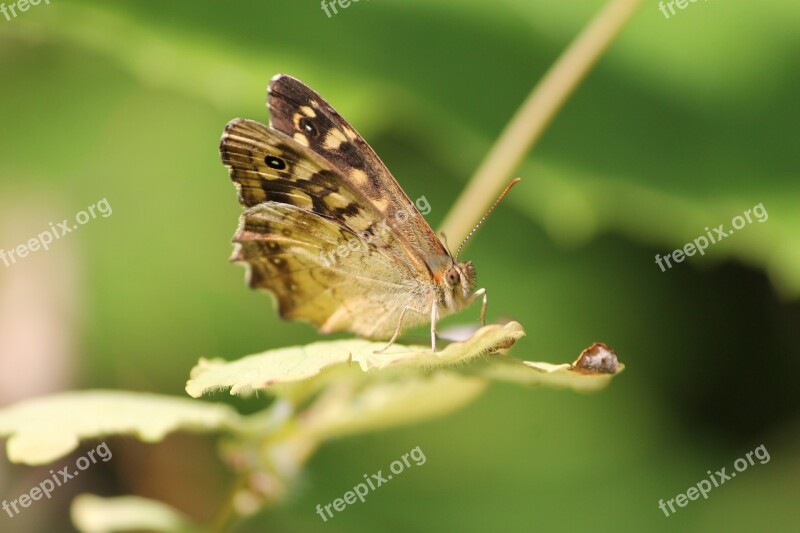 Butterfly Egeria Insect Macro Summer