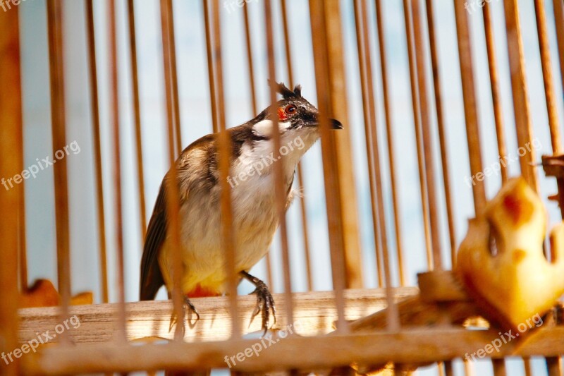 Songbird Caught Rarely Thailand Container