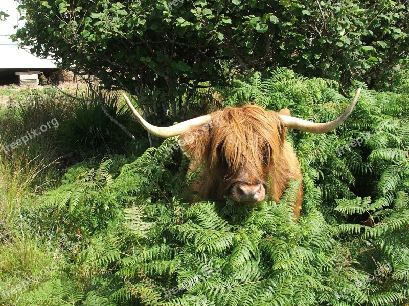 Highland Cattle Cow Scottish Free Photos