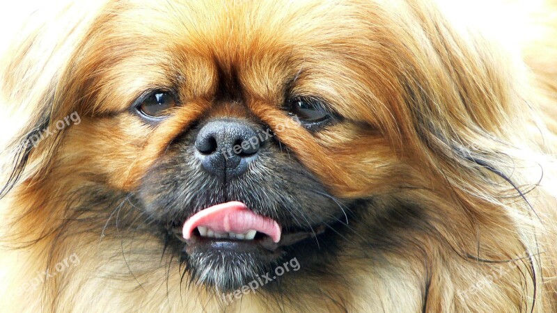 Dog Pekingese Portrait Language Fur