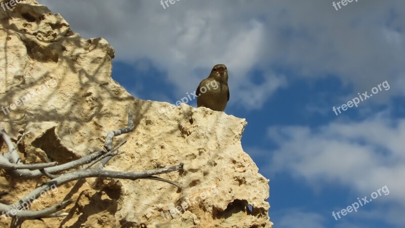 Spying Sparrow Nature Free Photos