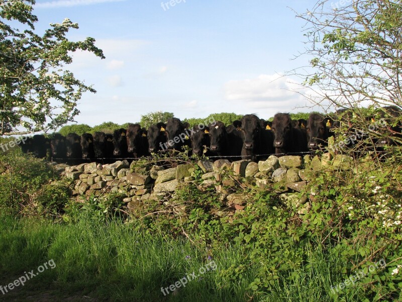 Nosey Cattle Cumbria Cows Curiosity