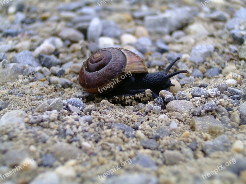 Snail Nature Shell Close Up Slowly