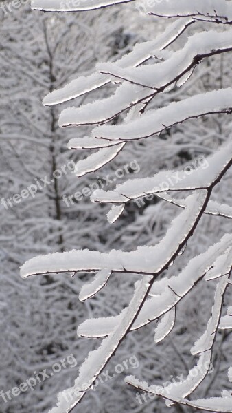 Winter Ice Snow Nature Frozev