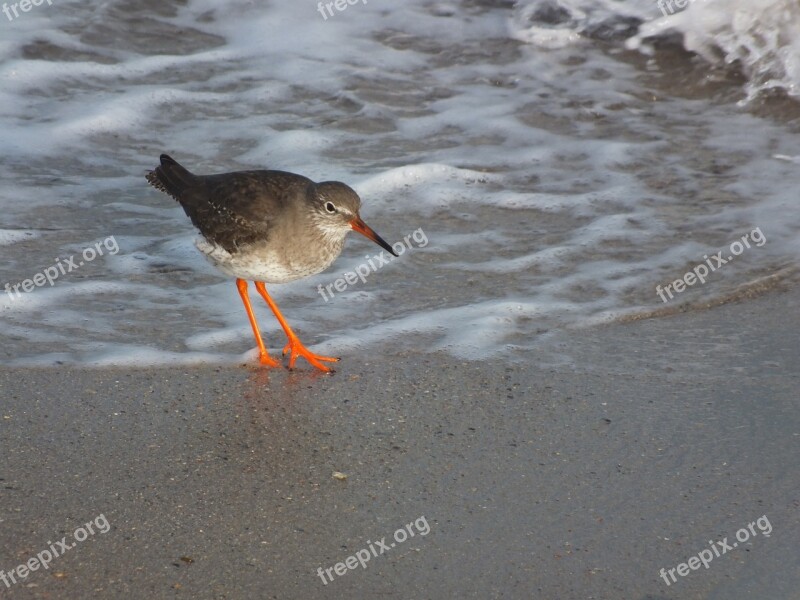 Birds Red Shank Seashore Free Photos