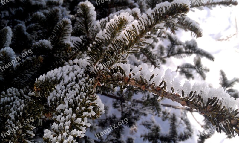 Winter Pine Ice Snow Tree