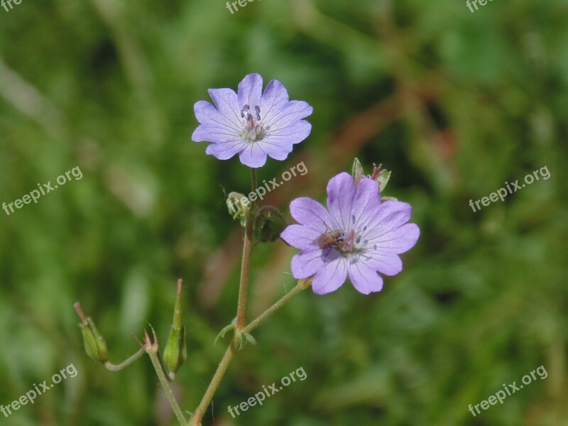 Geranium Flower Scholarship Nature Uludað