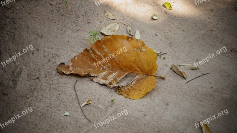 Autumn Leaves Drop Yellow Summer Nature